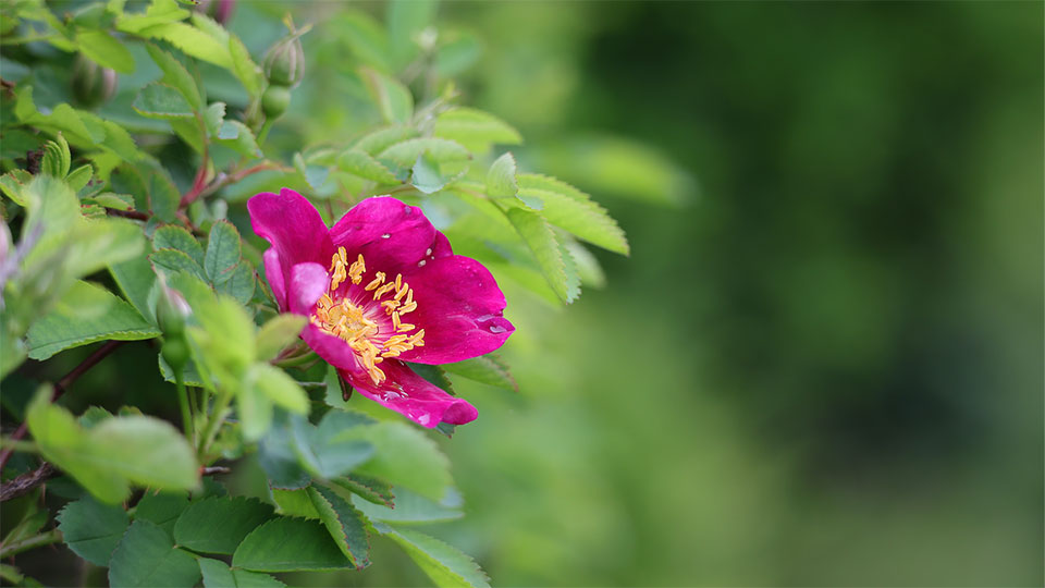 Camrose flower, which Camrose, AB is named for